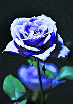 蓝玫瑰.jpg